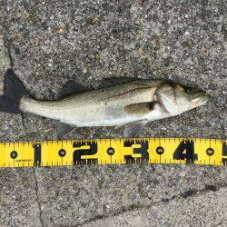 メタルマルのチョンチョンストーン