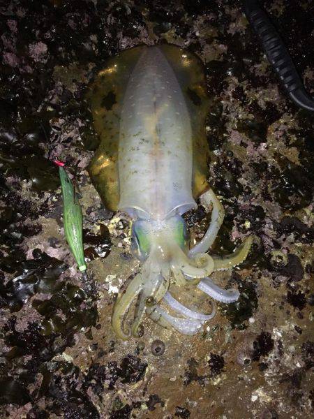 久々のアオリがお目見え