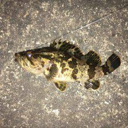 短時間釣行 チヌ&タケノコメバル