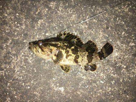 短時間釣行 チヌ&タケノコメバル