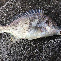 デイ&ナイトチニング