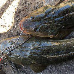 フラットフィッシング