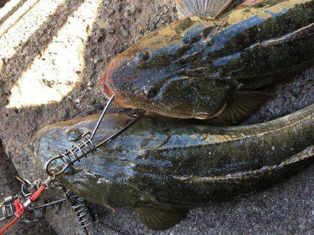 フラットフィッシング