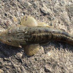 フラットフィッシング