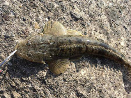 フラットフィッシング