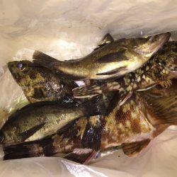 阿尾漁港 メバリング