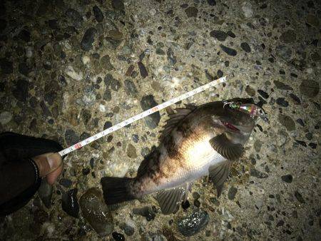 メバルプラッキング