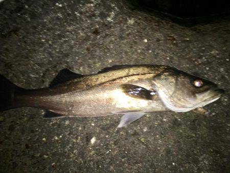 メバリングのはずが