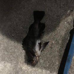 最大の敵は寒さだよ