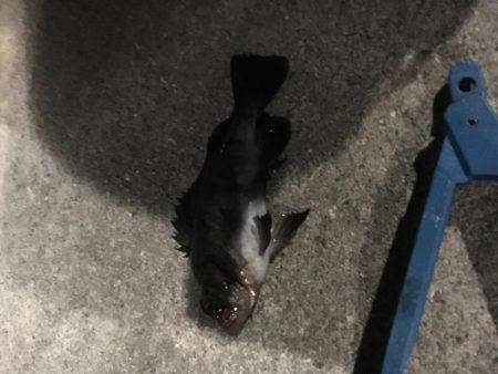 最大の敵は寒さだよ