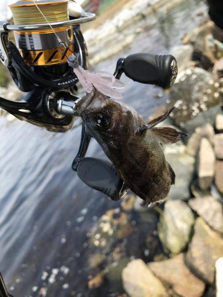 サゴシは300m先か？