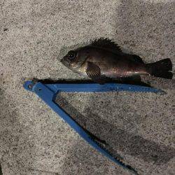 メバリング修行