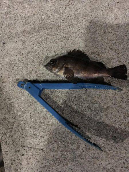 メバリング修行