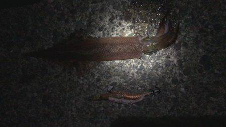 サイズが小さくなってきたかな？