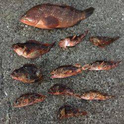 虫ヘッド、初挑戦