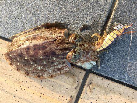 癒しのコウイカちゃん