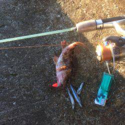 煮付け食べたくて