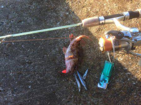 煮付け食べたくて