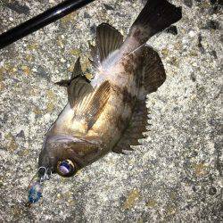 ボウズ逃れメバリング