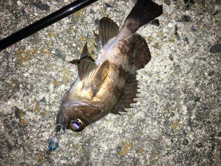 ボウズ逃れメバリング