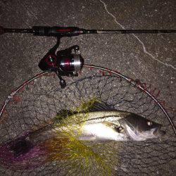 ライトタックルでシーバス