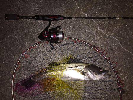 ライトタックルでシーバス