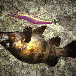 ヤリイカ、メバル