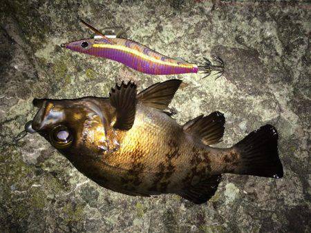 ヤリイカ、メバル