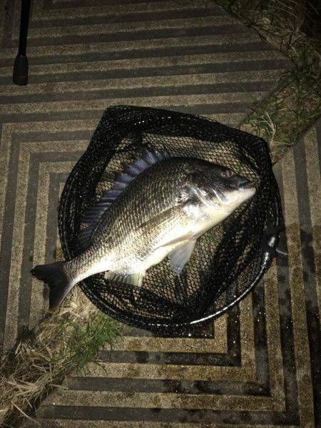 アジングに行ってアジング