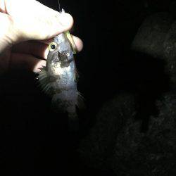 好調メバリング