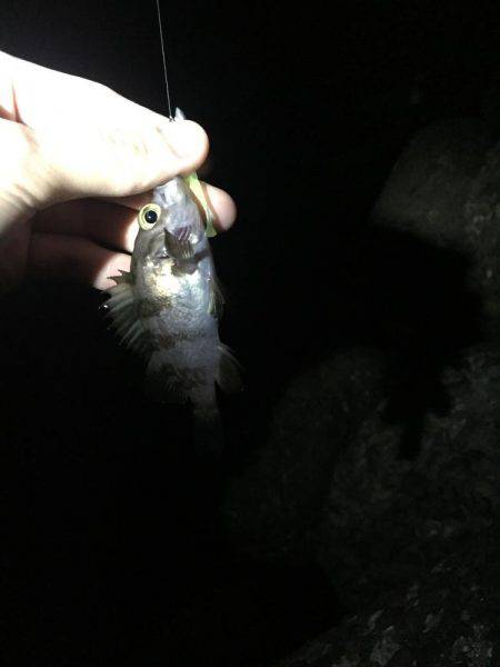 好調メバリング