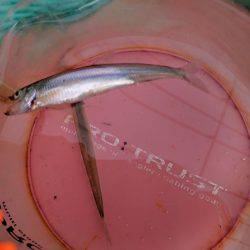 生野銀山湖ワカサギ釣り