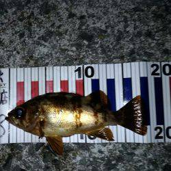 爆風メバリング