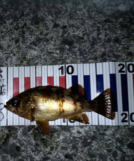 爆風メバリング