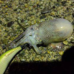 メバリング&エギング