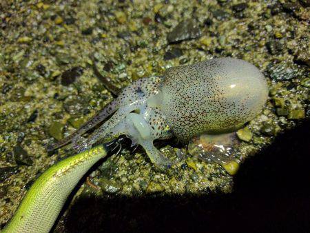 メバリング&エギング