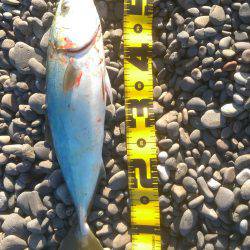 ショアジギング