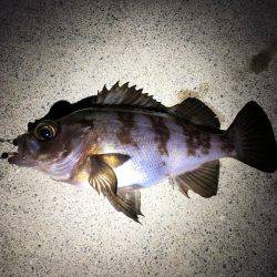 メバル釣れました！