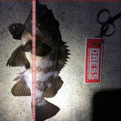 昨晩に引き続きメバル釣れましたメバリング