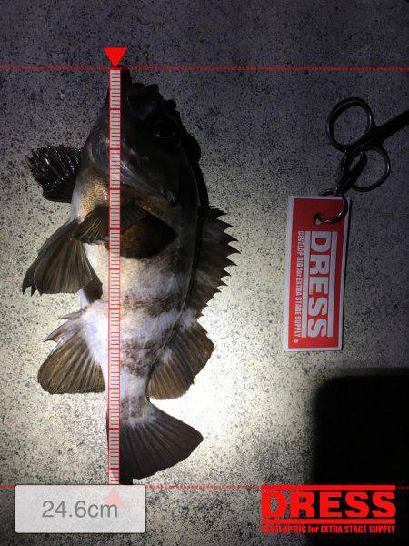 昨晩に引き続きメバル釣れましたメバリング