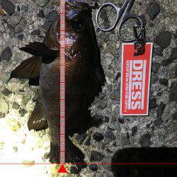 久しぶりにメバルヒット！