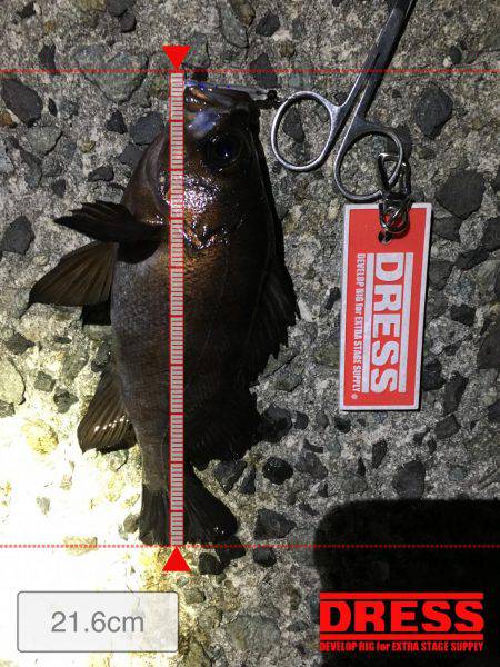 久しぶりにメバルヒット！