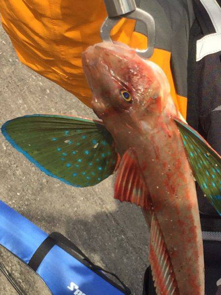 初のホウボウ！