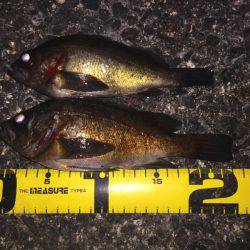 プラッキングメバル好調