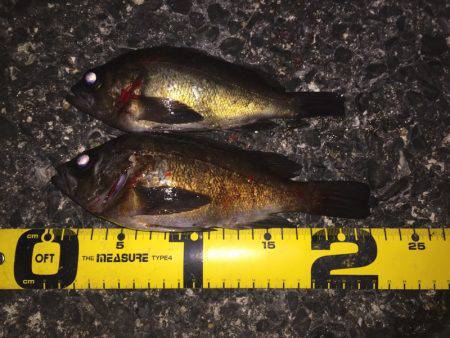 プラッキングメバル好調