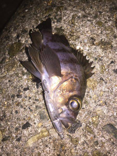 初シンペンでメバルゲット