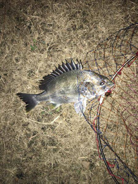 神戸湾奥ナイトチニング