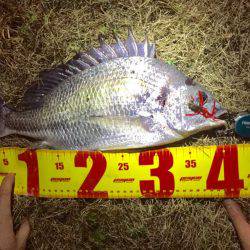 神戸湾奥チニングで41センチ