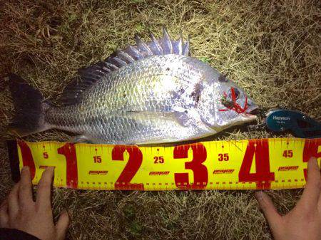 神戸湾奥チニングで41センチ