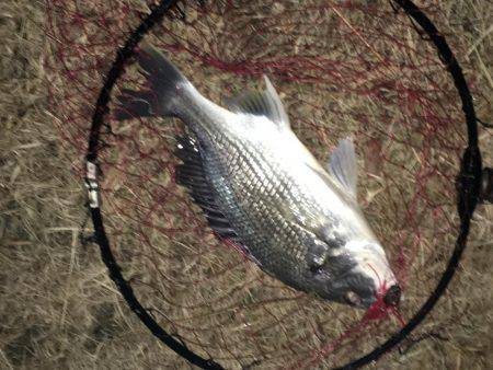 連夜のチニングでキビレ